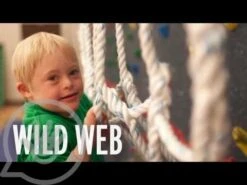 Monkey Bars 28 Monkey Bars -Children Sensory Toys hqdefault 18 17